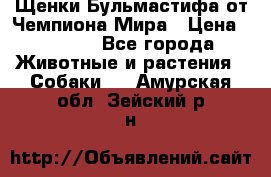 Щенки Бульмастифа от Чемпиона Мира › Цена ­ 1 000 - Все города Животные и растения » Собаки   . Амурская обл.,Зейский р-н